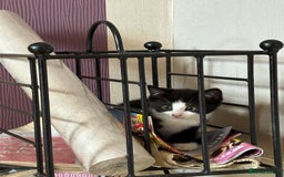 British Shorthair cats for sale: 2 BLACK FEMALE SHORTHAIR KITTENS. READY TO GO! - Image 14