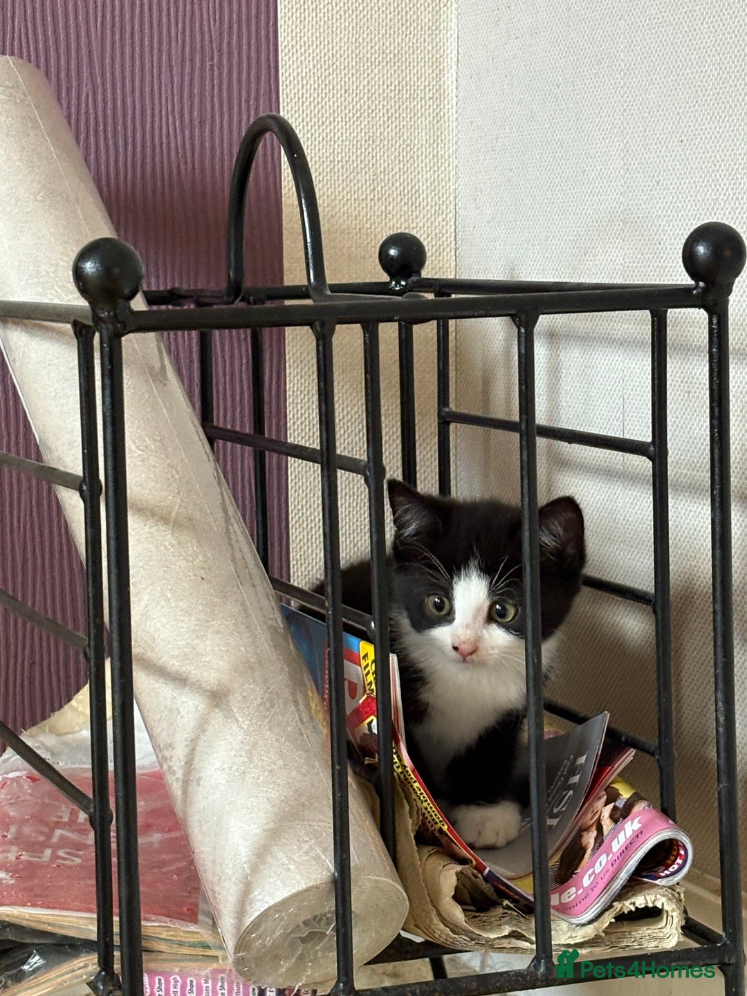 British Shorthair cats for sale: 2 BLACK FEMALE SHORTHAIR KITTENS. READY TO GO! - Image 14