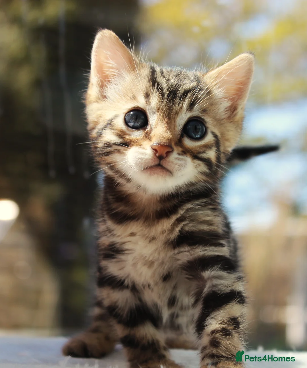 Bengal cats for sale: CUTE BENGAL FEMALE (TICA REG) - Advert 22