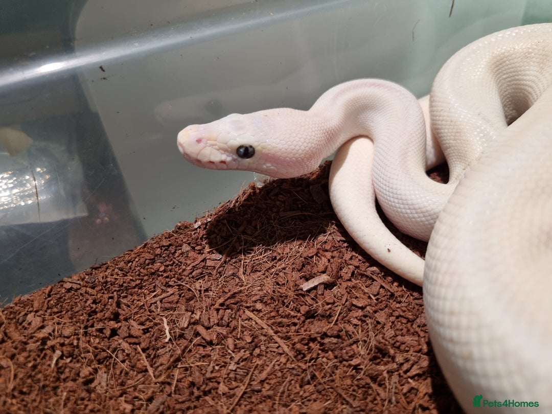 Python Snake reptiles for sale: Breeding trio of royal pythons - Image 17