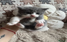 British Shorthair cats for sale: British shorthair cat  - Advert 18