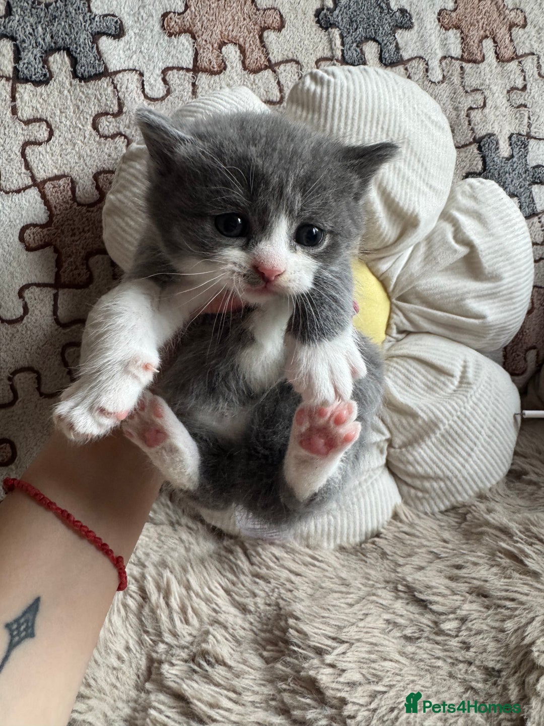 British Shorthair cats for sale: British shorthair cat  - Advert 18