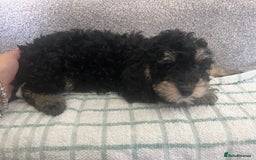 Cockapoo dogs for sale: Cockapoo puppies ready to find forever loving home - Image 5