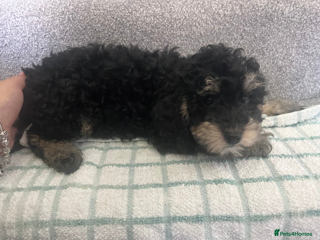 Cockapoo dogs for sale: Cockapoo puppies ready to find forever loving home - Image 5