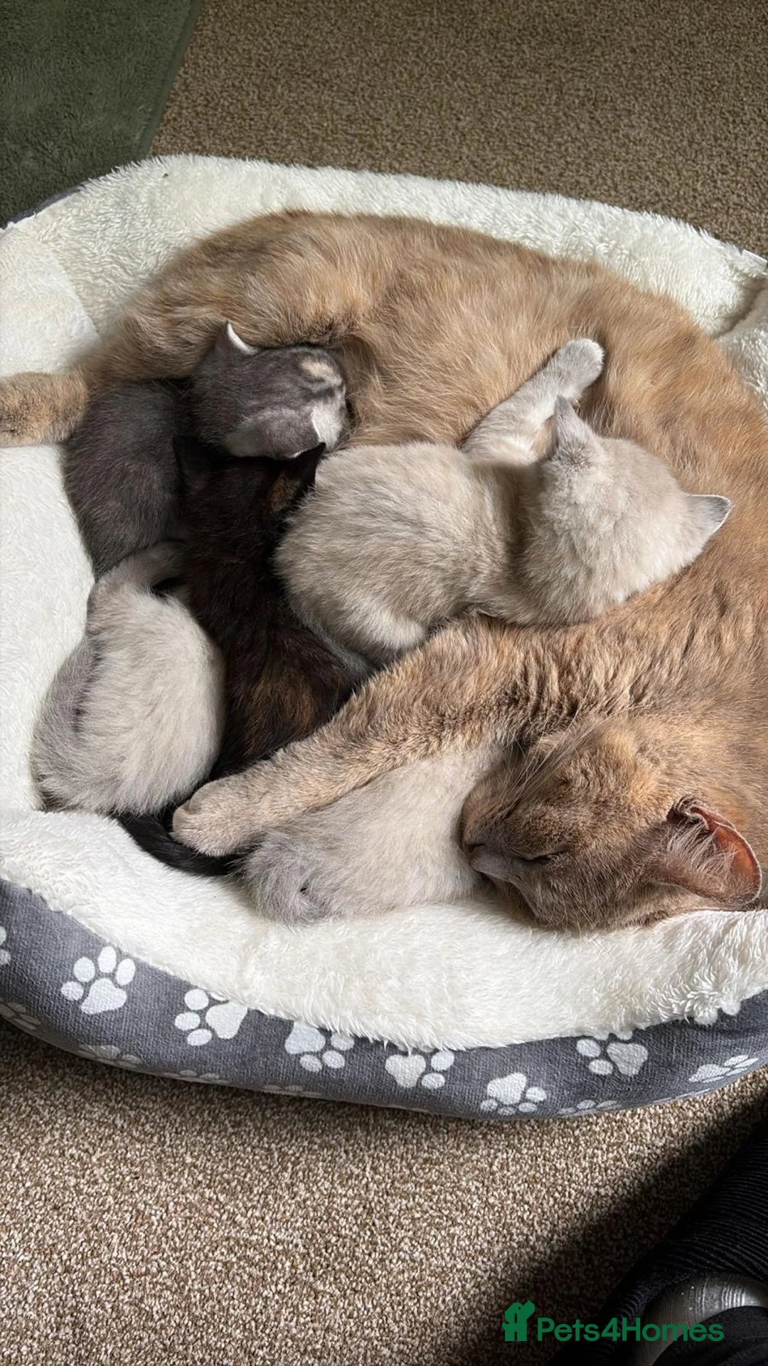 Mixed Breed cats for sale: Beautiful fluffy ragdoll X kittens- 3 females - Advert 6