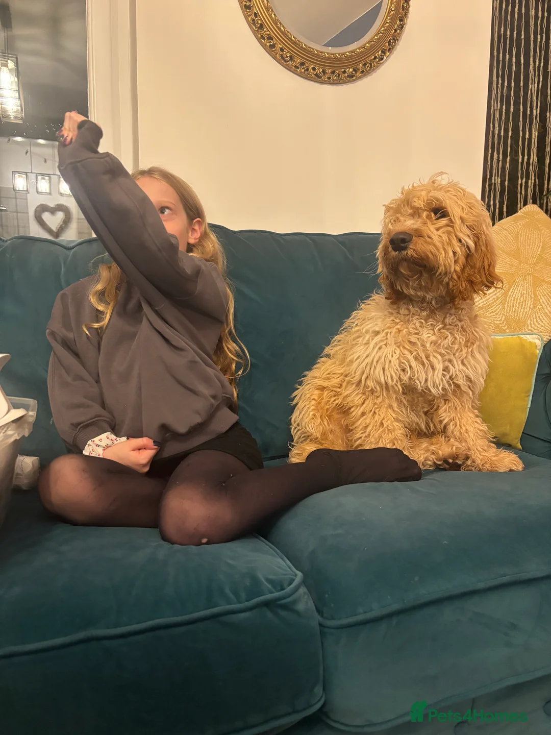 Cockapoo dogs for sale: George, 9 month old Cockapoo - Advert 5