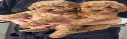 Maltipoo dogs for sale: Tiny Toy Maltipoo puppies - Advert 5