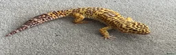 Leopard Gecko reptiles for sale: Leopard Gecko plus vivarium and  - Advert 2