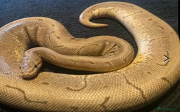 Python Snake reptiles for sale: Female royal pythons - Image 9
