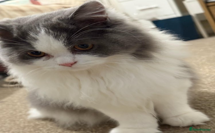 Ragdoll cats - Advert 5