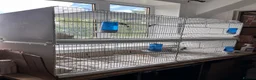 Finches birds for sale: Selling Goldfinches males and females  - Advert 14