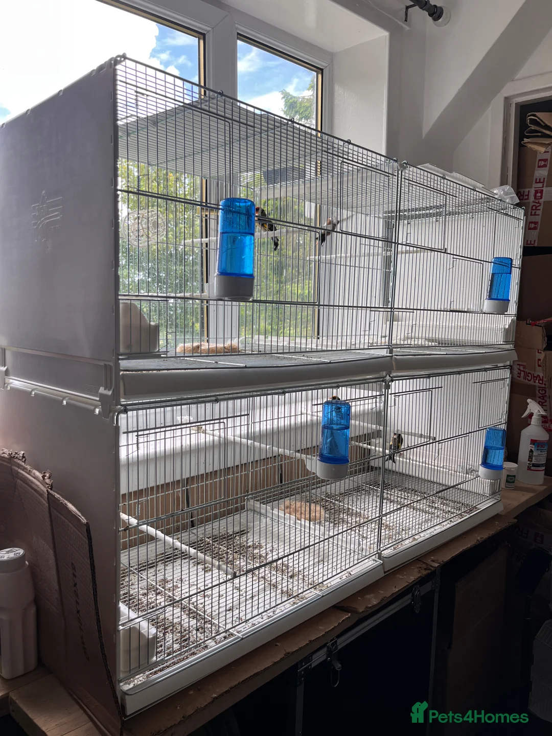 Finches birds for sale: Selling Goldfinches males and females  - Advert 14