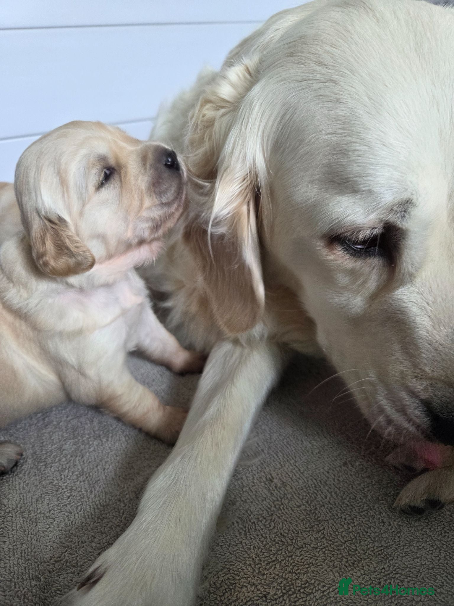 Golden Retriever dogs ✨ Looking for Families, Not Just Owners KC Goldens - Advert 14