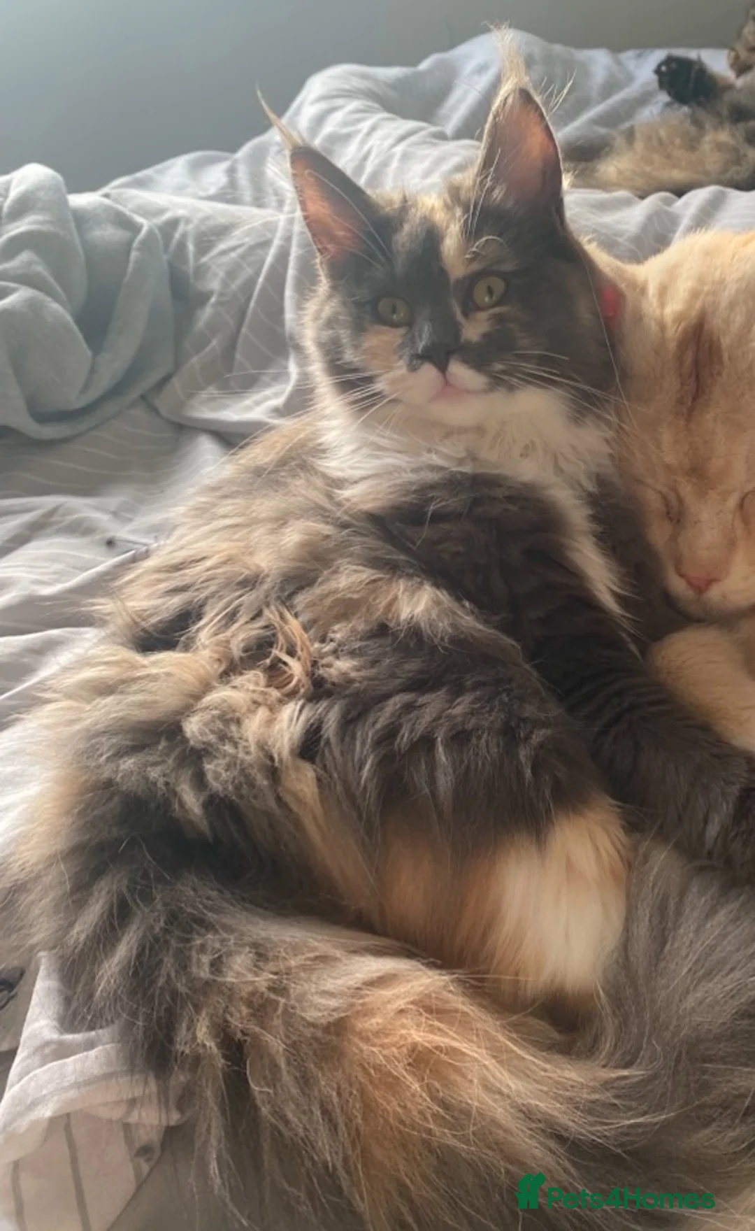 Maine Coon cats for sale: Gorgeous kittens  - Advert 2