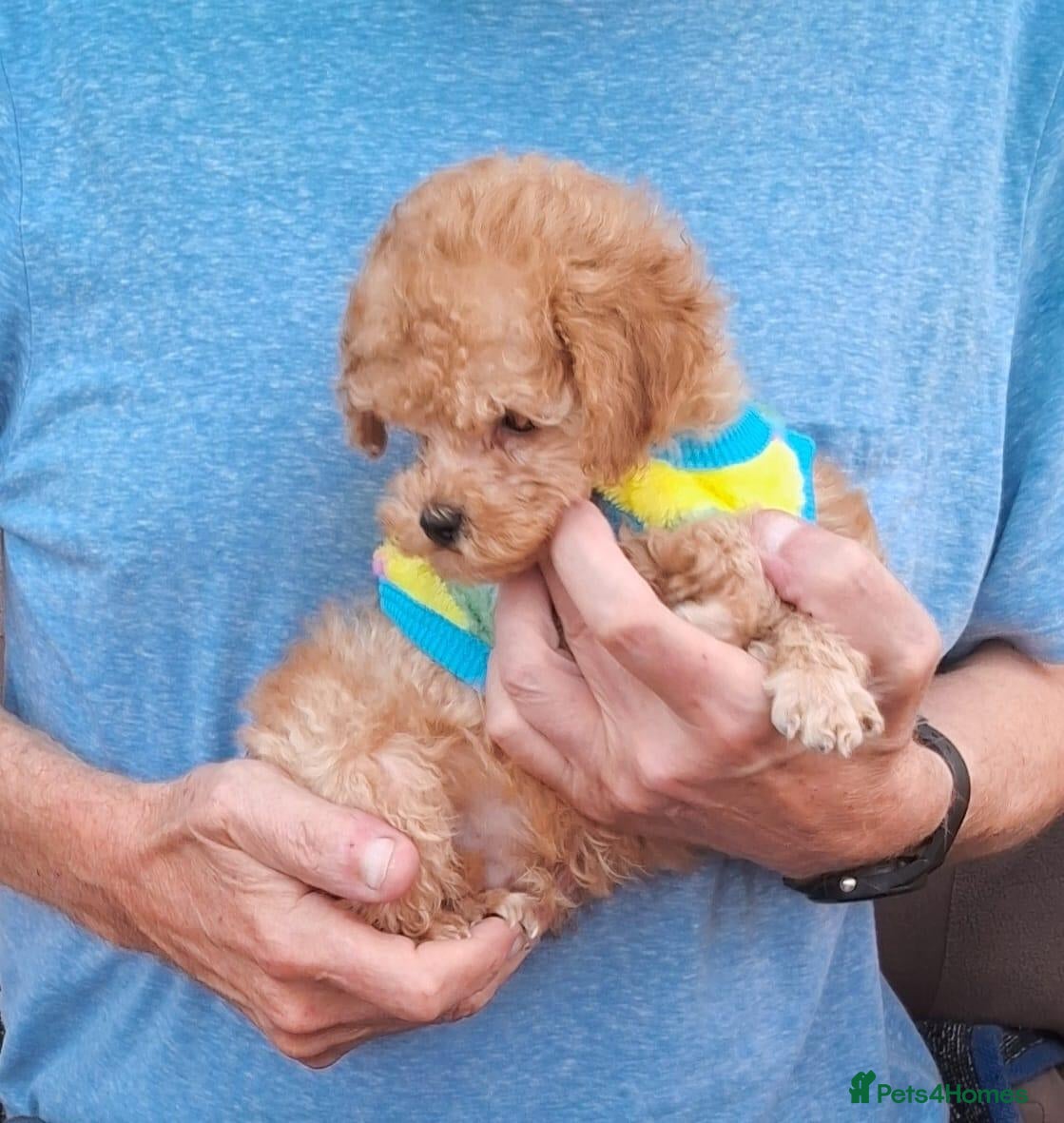Toy Poodle dogs for sale:  Half Asian Toy Poodles in Norfolk - Advert 10