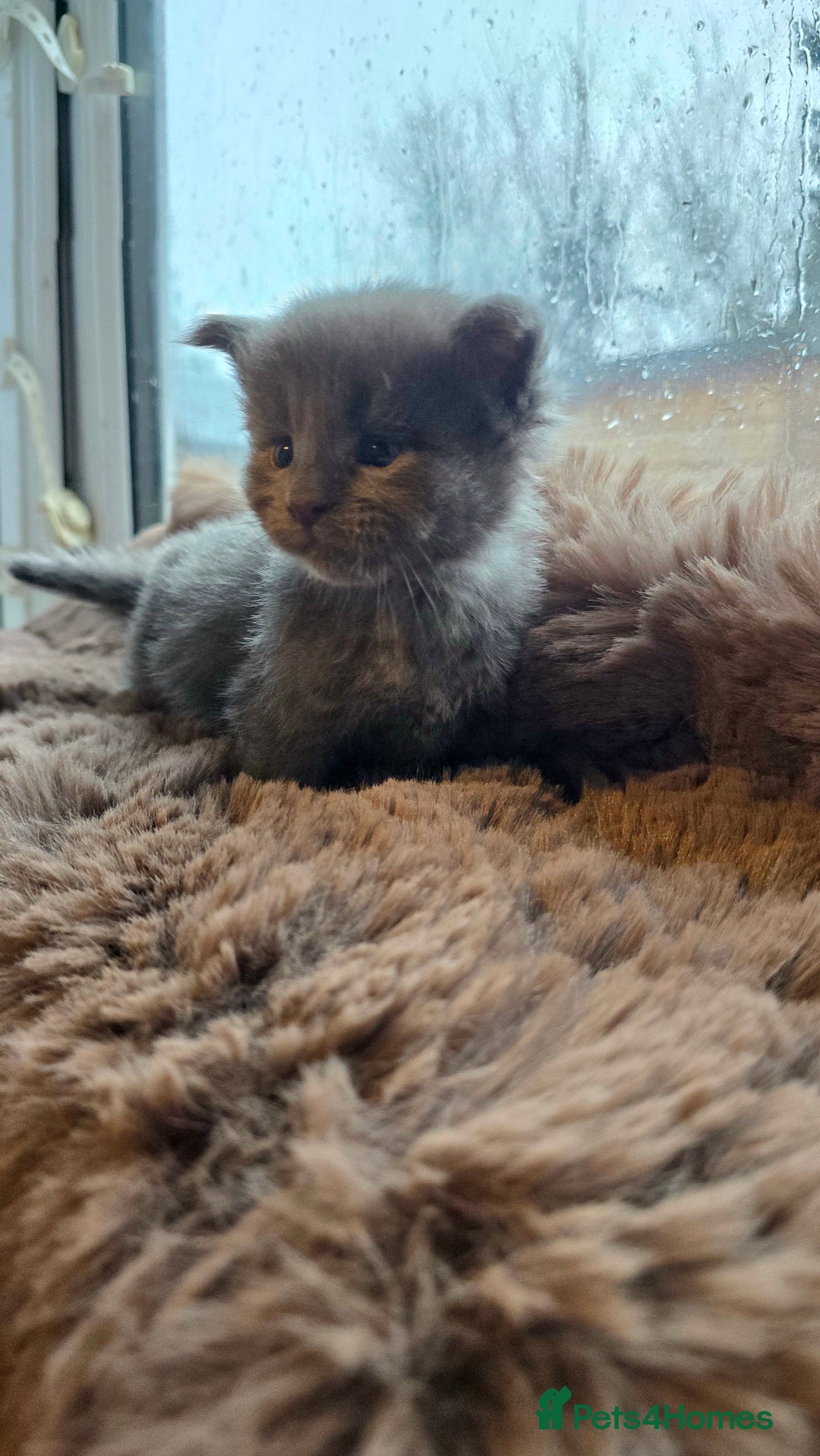 Maine Coon cats for sale: Stunning Mainecoons - Advert 5