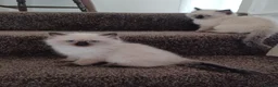 Ragdoll cats for sale: Ragdoll kittens in Flint - Advert 7