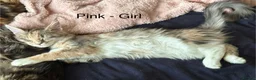 Maine Coon cats for sale: Stunning Maine Coon Kittens Looking for 5⭐️ Homes - Advert 4