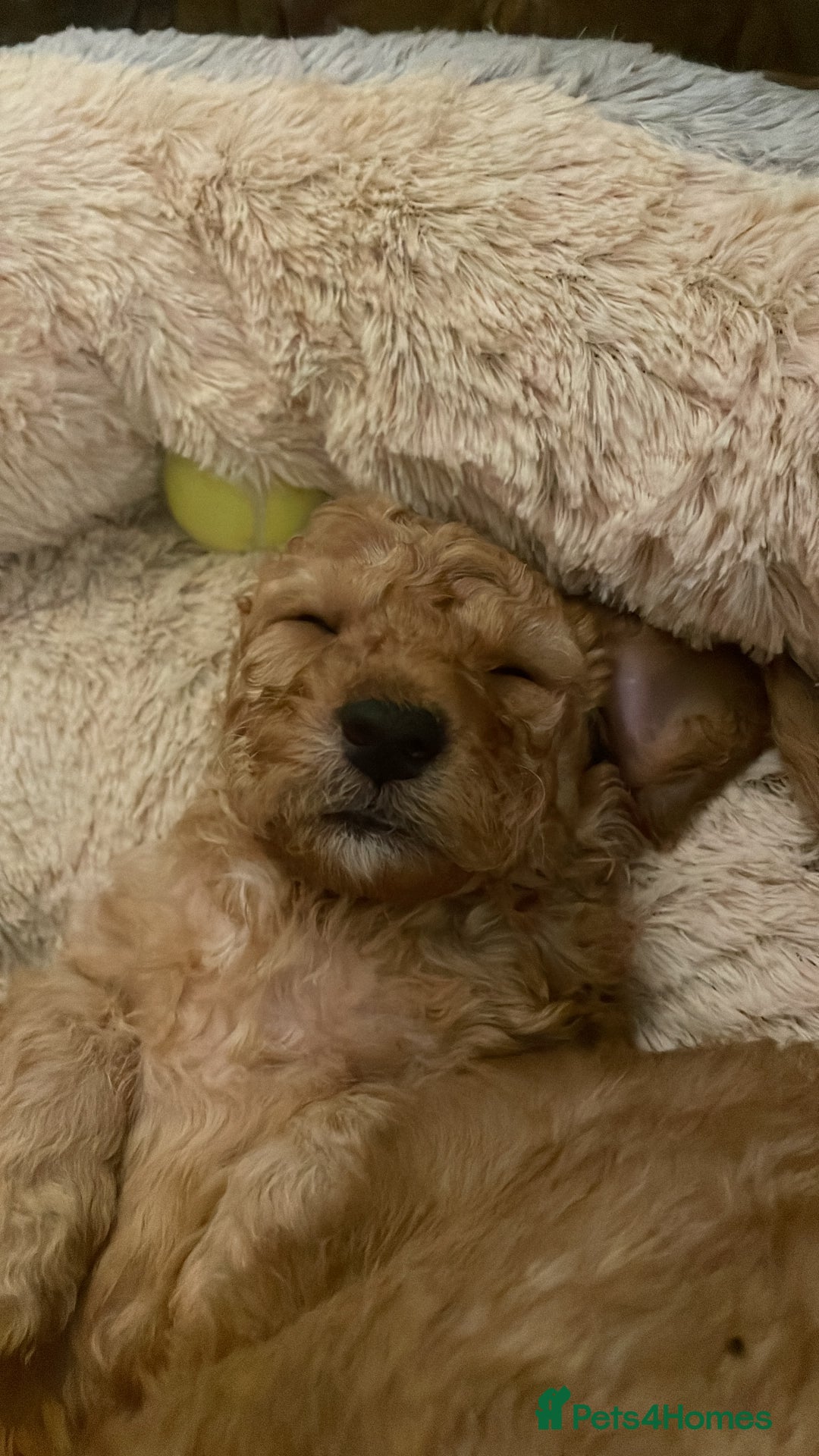 Cockapoo dogs for sale: Cockapoo puppies in Preston - Image 15