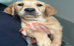 Labrador Retriever dogs for sale: 🐶 Last Beautiful Girl Available 🩷 - Image 2
