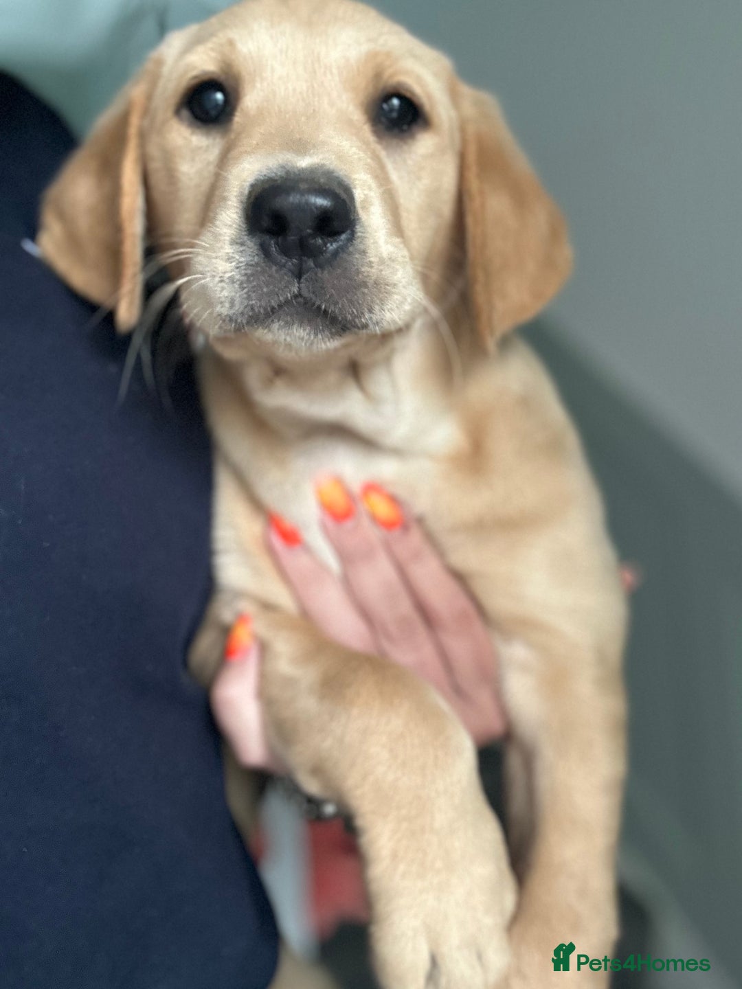 Labrador Retriever dogs for sale: 🐶 Last Beautiful Girl Available 🩷 - Image 2