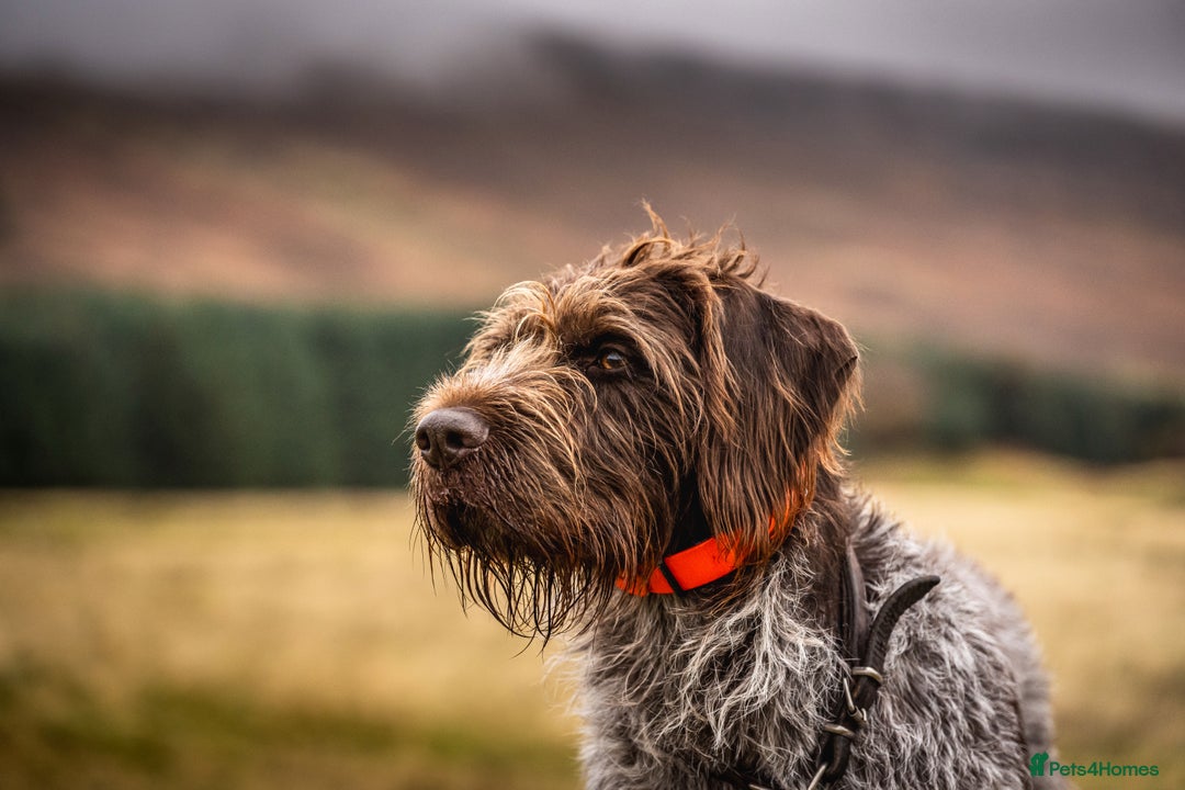 German Wirehaired Pointer dogs for sale: Pedigree GWP pups from strong working lines - Image 2