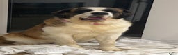 Saint Bernard dogs for sale: Saint Bernard Rehoming - Advert 5