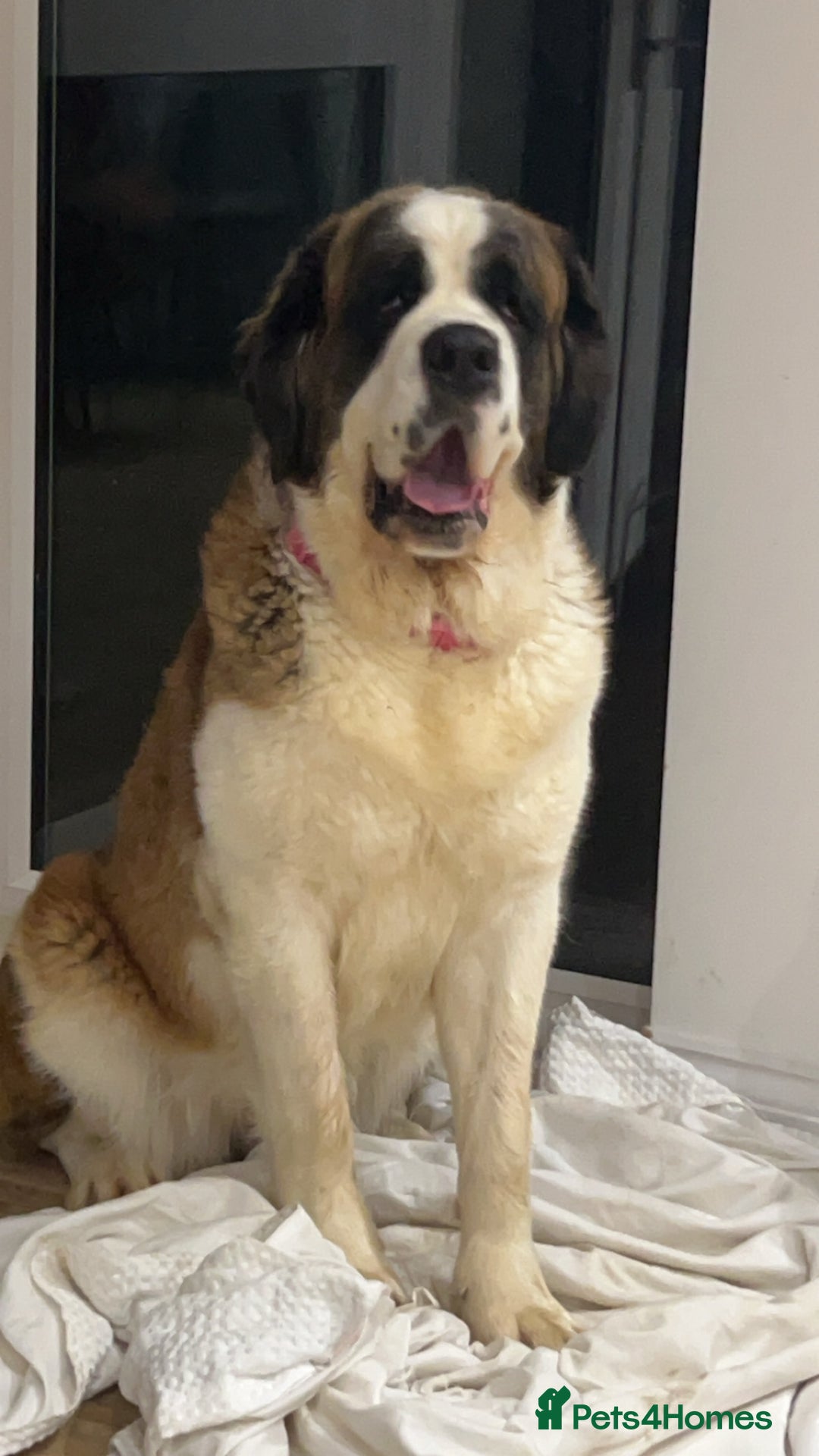 Saint Bernard dogs for sale: Saint Bernard Rehoming - Advert 5