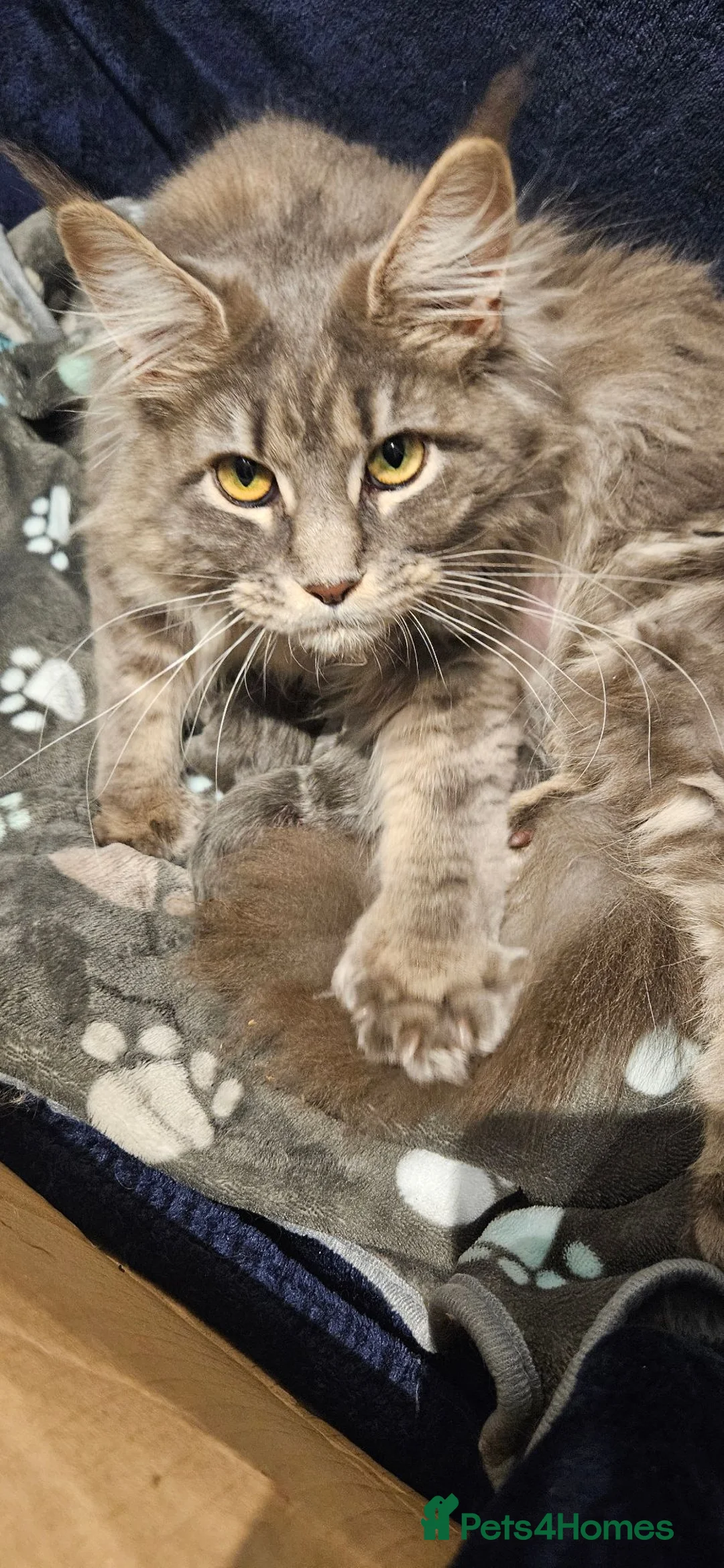 Maine Coon cats for sale: TICA Registered Maine Coon Kittens  - Advert 24