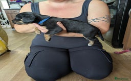 Mixed Breed dogs for sale: Jack, Springer X staffy, lurcher puppies - Image 31