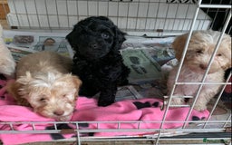 Cockapoo dogs for sale: Cockapoo puppies ready now - Image 1