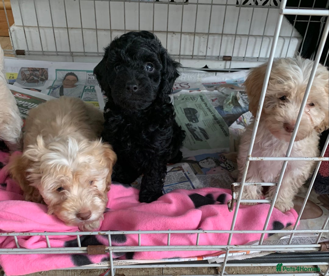 Cockapoo dogs for sale: Cockapoo puppies ready now - Image 1