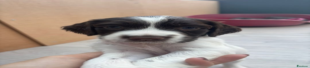 English Springer Spaniel Puppy 3