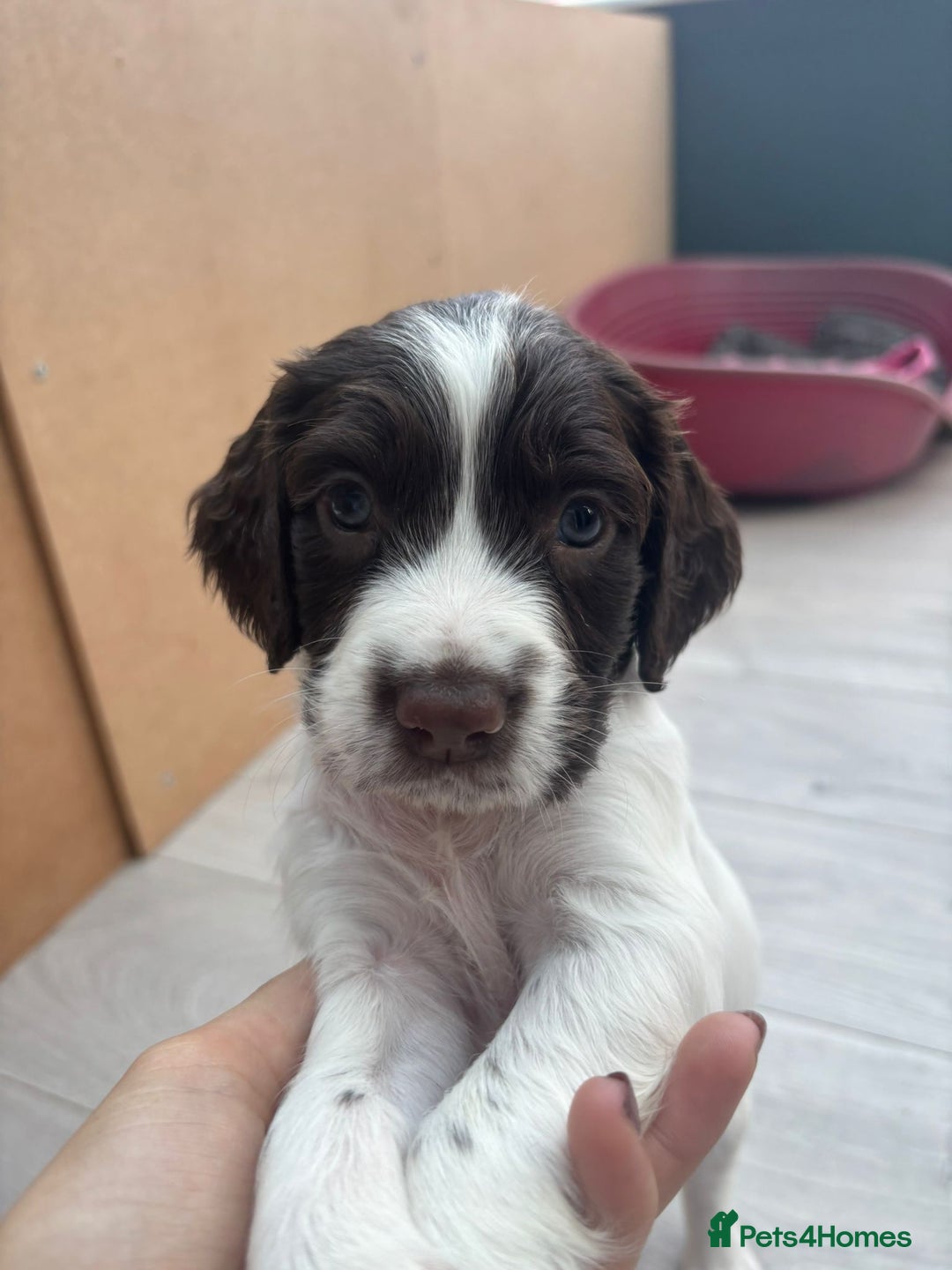English Springer Spaniel dogs for sale: English Springer Spaniel Puppies - Image 3