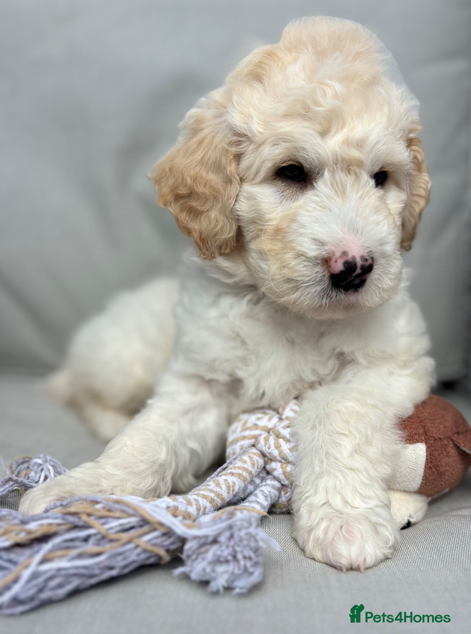 Australian Labradoodle dogs Multigen Australian Labradoodle x Goldendoodle - Advert 2