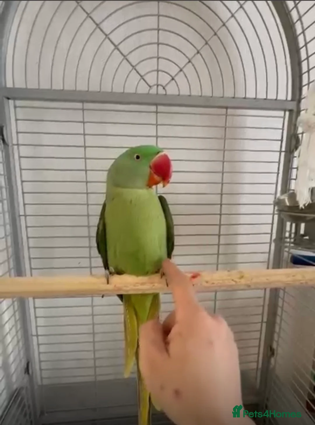 Parakeets birds for sale: Alexandrine parakeet in Wembley - Advert 3