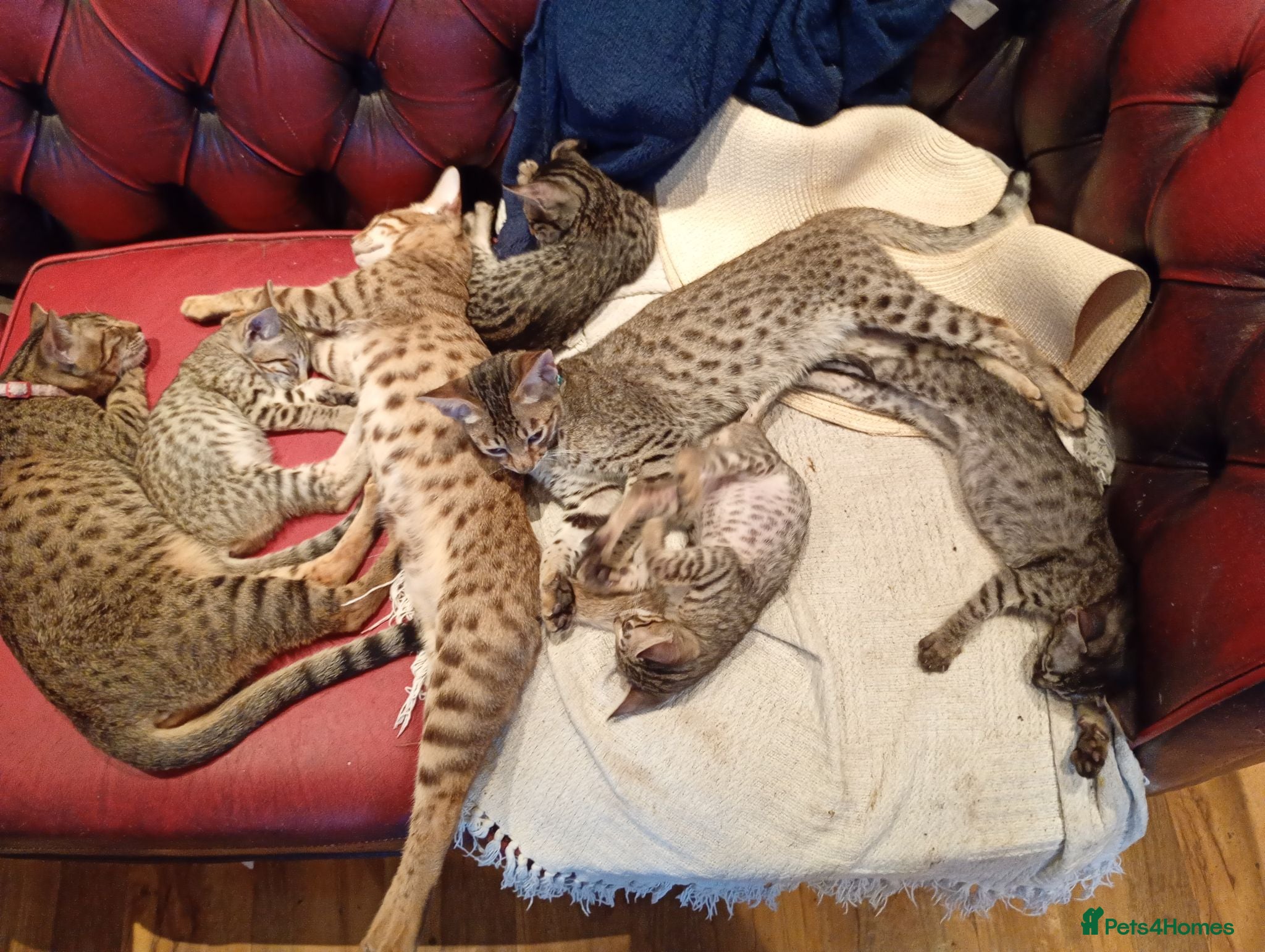 Savannah cats SAVANNAH KITTENS READY FOR NEW HOME - Advert 5