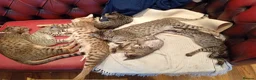 Savannah cats for sale: SAVANNAH KITTENS READY FOR NEW HOME - Advert 1
