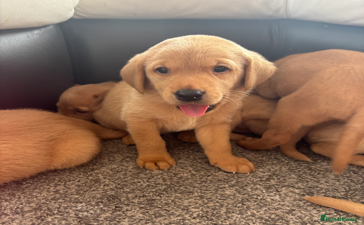 Labrador Retriever dogs - Advert 15