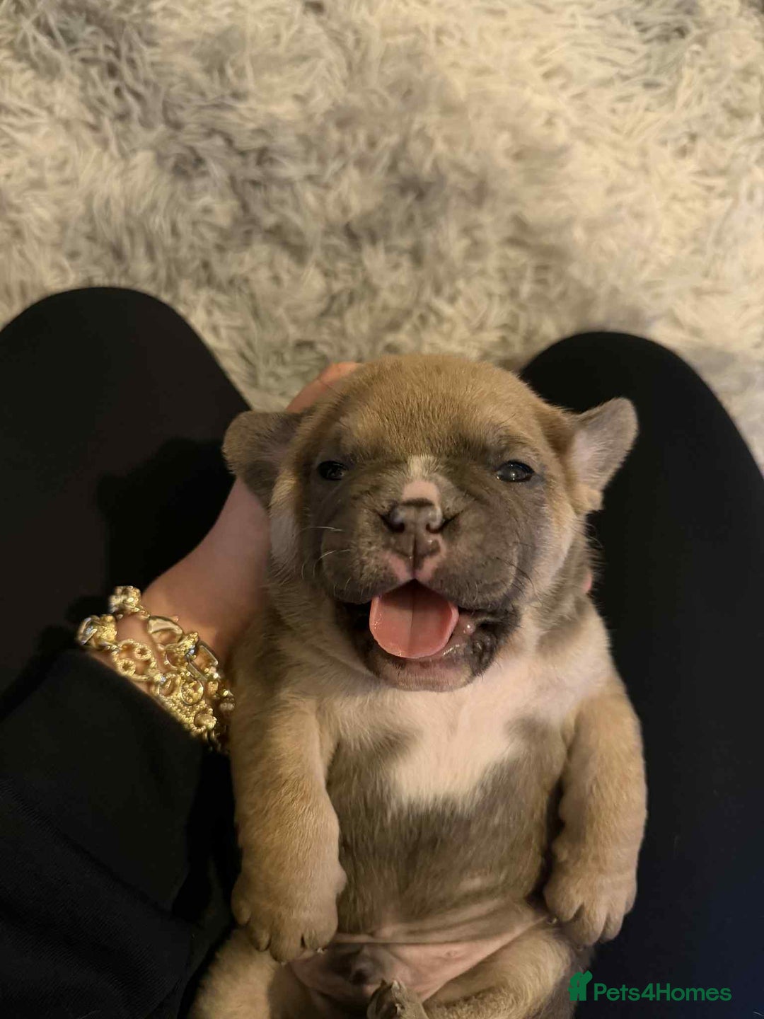 Mixed Breed dogs for sale: 3/4 English bulldog x 1/4 French bulldog - Advert 8