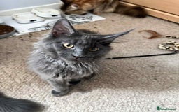 Maine Coon cats for sale: Stunning Maine Coon Kittens (Tica Registered)  in Colchester - Image 25