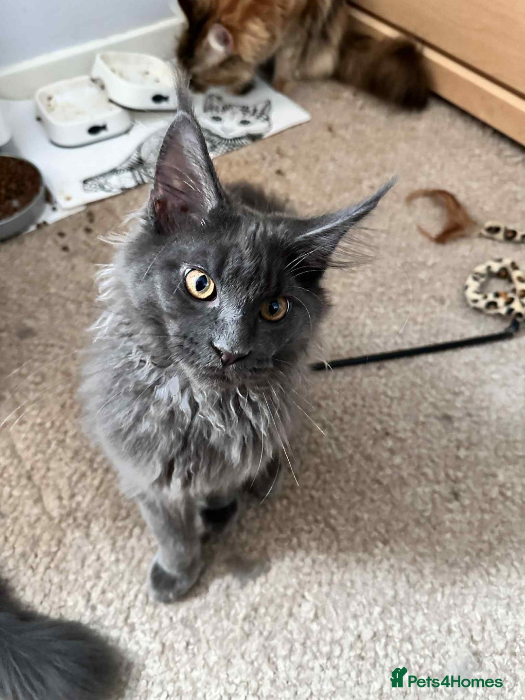 Maine Coon cats for sale: Stunning Maine Coon Kittens (Tica Registered)  in Colchester - Image 25