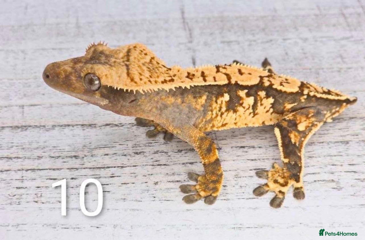 Gecko reptiles Crested Gecko Babies - Advert 2