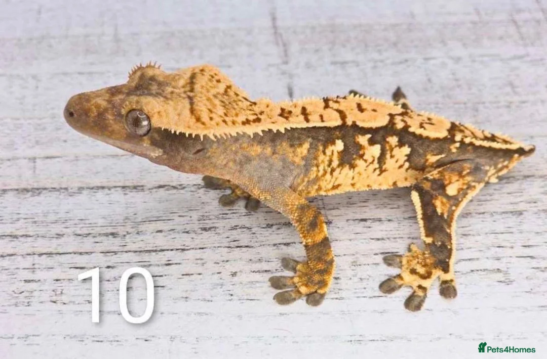 Gecko reptiles for sale: Crested Gecko Babies - Advert 1