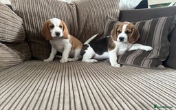 Beagle dogs for sale: 2 stunning Beagle Puppies, ready now in Sidcup - Image 33