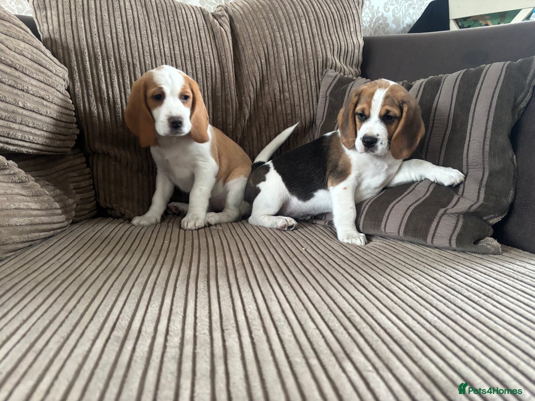 Beagle dogs for sale: 2 stunning Beagle Puppies, ready now in Sidcup - Image 33