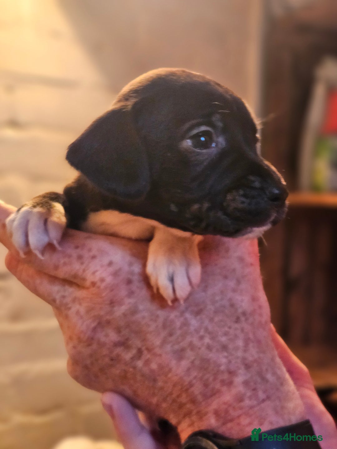 Mixed Breed dogs for sale: Staff x 4 x boys and 2 x girls ready now - Advert 4