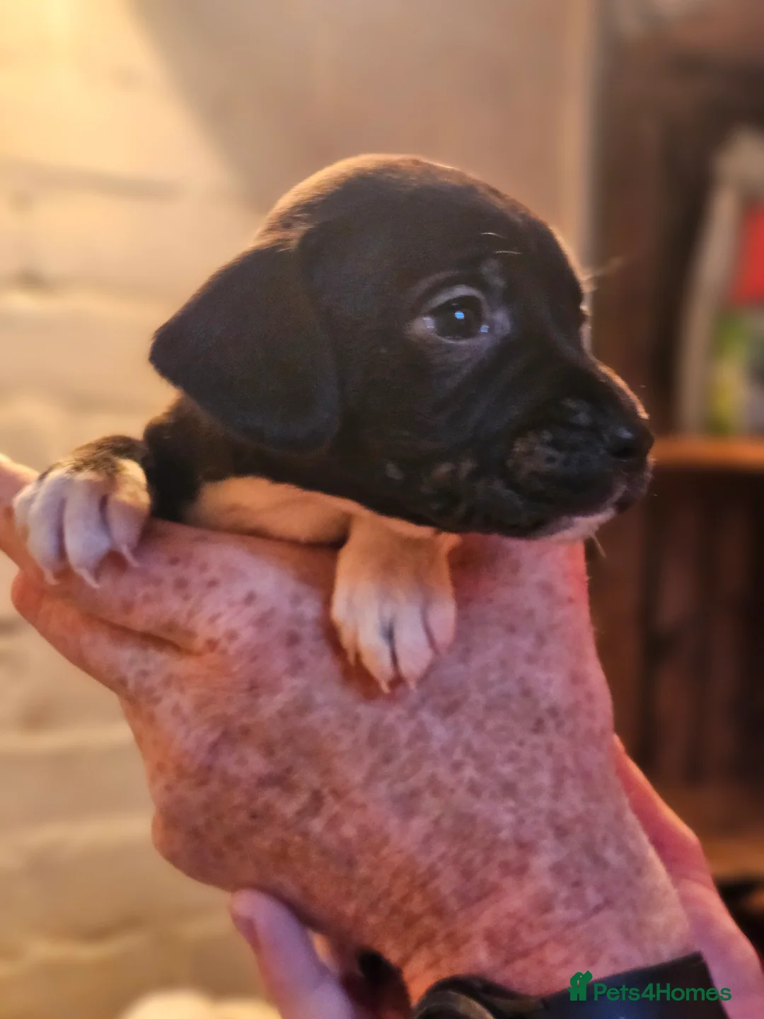 Mixed Breed dogs for sale: Staffy x 1 boy left. - Advert 4