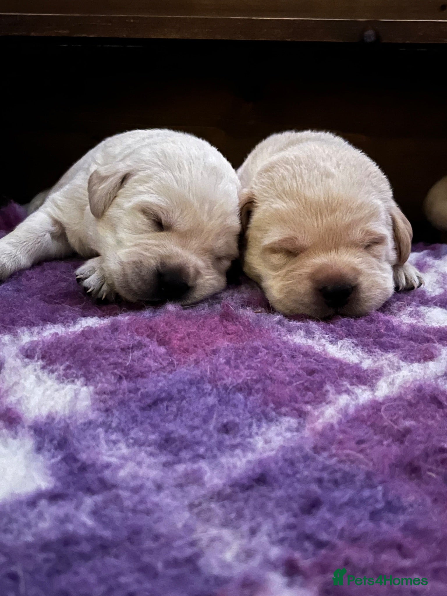 Labrador Retriever dogs Beautiful Labrador Puppies - KC Registered  - Advert 2