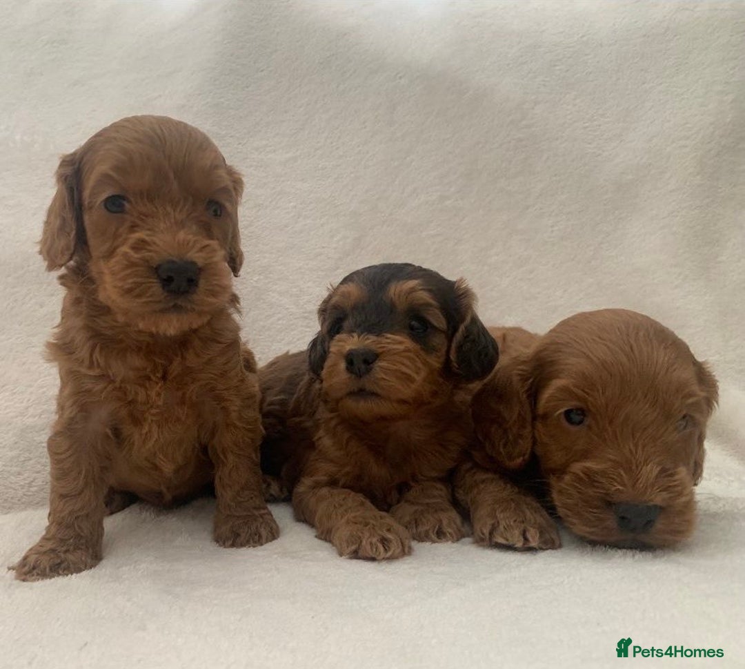 Cockapoo dogs for sale: Gorgeous F1 Cockapoo babies - DNA clear - Image 4
